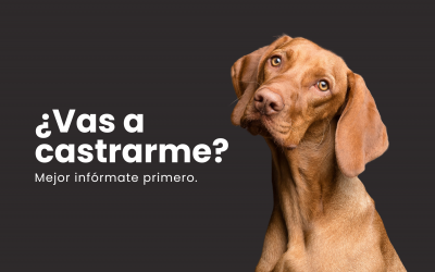 Castración en perros: lo que nadie te cuenta