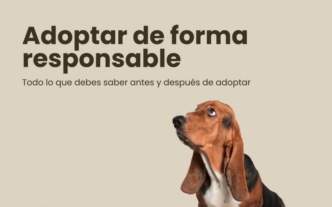 Adoptar de forma responsable: todo lo que debes saber