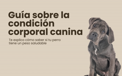 ¿Cómo saber si tu perro tiene un peso saludable? Guía sobre la condición corporal canina