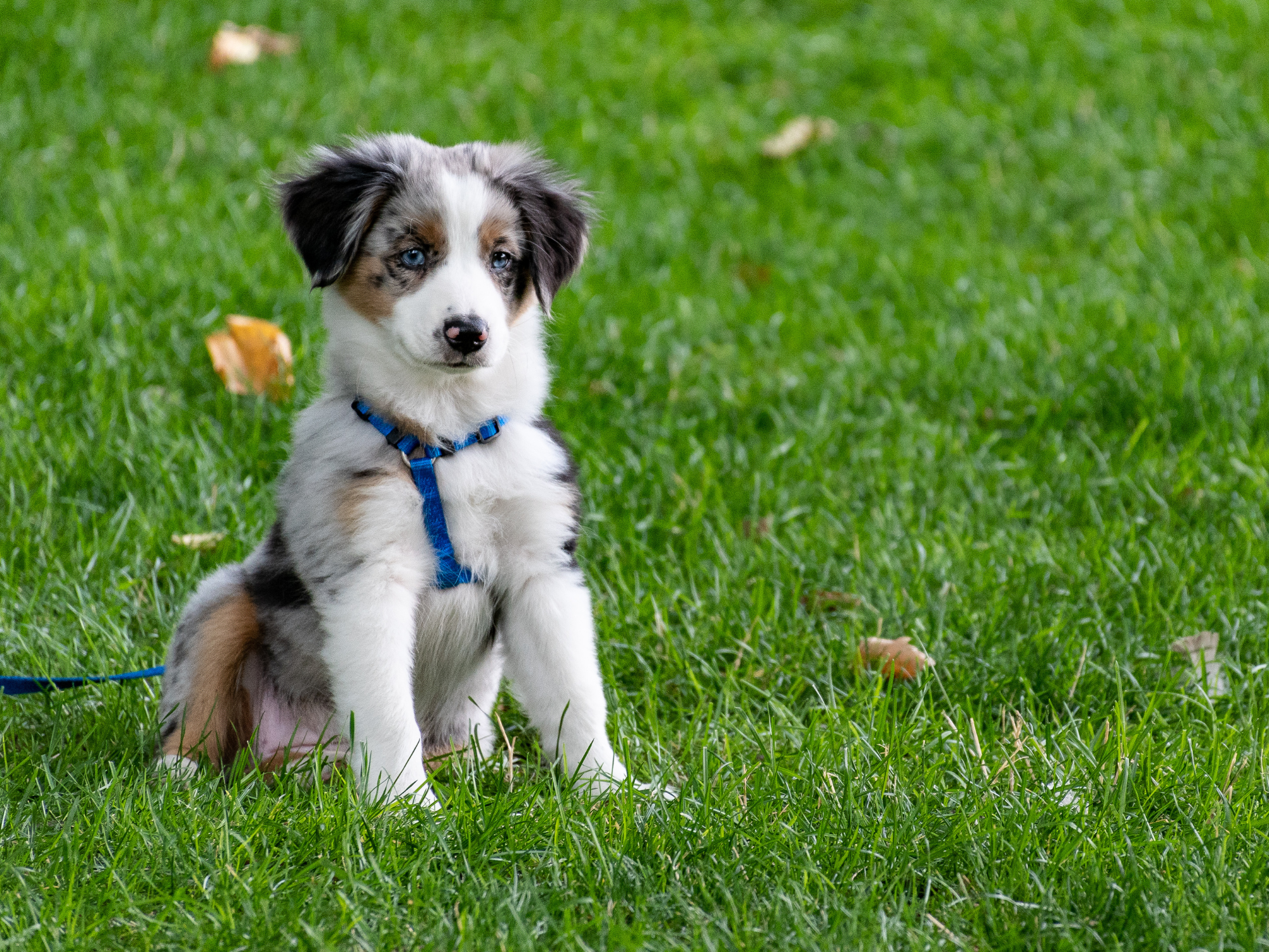 curso-cachorros curso-cachorros