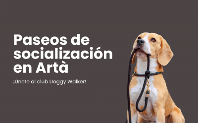 Paseos de socialización para perros en Artà